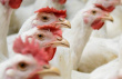 Птицекомплекс в Челябинской области повысил эффективность
