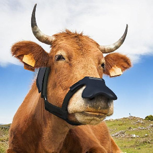 Метановое безумие: принц Чарльз поддерживает предложение заставить «отрыгивающих коров» носить маски для «борьбы с климатом»