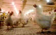 Проект курской птицефабрики, на которой погибло почти полтора миллиона цыплят, признан лучшим в России