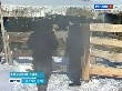 Новосибирские аграрии просят отсрочки по кредитам