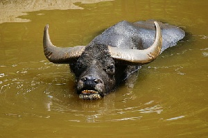 Россельхознадзор: Индия начала отгрузки мяса буйвола на московские предприятия