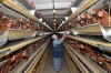 Из-за долгов Краснодарской птицефабрики в крае могут подорожать яйца и курятина
