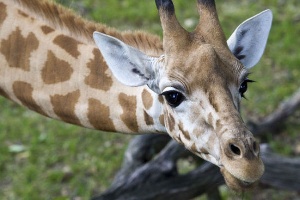 В Швейцарском зоопарке посетителей кормили мясом обитателей