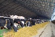 Иркутская область получит средства на развитие мясного животноводства