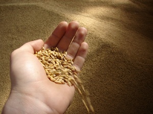 Минсельхоз РФ считает использование зерна на корм для скота приоритетнее экспорта