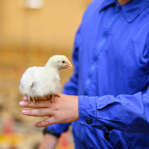 Власти Франции распорядились забить 36 тыс. птиц из-за вспышки птичьего гриппа