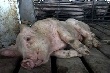 Более полусотни свиней, погибших от АЧС, обнаружены в Волгоградской области