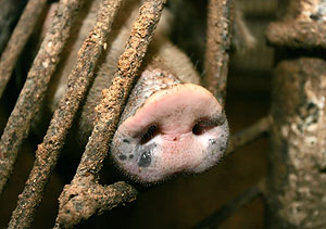 Обращение производителей мяса по АЧС в Польше никто не услышал