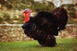 Вторую партию цыплят индеек завезли на ферму в село Пычас в Удмуртии