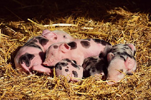 «Мираторг» формирует интегрированный мясной кластер в Орловской области