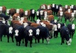 Rabobank представил доклад о состоянии мировой индустрии говядины в IV квартале 2013 года
