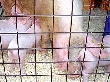 «Юбилейный» увеличивает поголовье элитной породы свиней