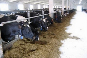 Зимовка скота в Кизлярском районе проходит успешно 