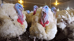 С начала года «Евродон» выпустил 25 тыс. т мяса индейки