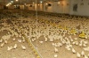 «Тюменский бройлер» увеличил производство мяса птицы