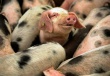 Украина: в Хмельницкой области планируют построить семь мощных свинокомплексов
