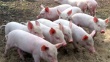 В России продолжают регистрировать новые вспышки африканской чумы свиней