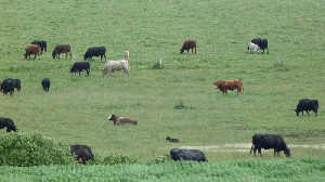 Российские ученые создают стадо, состоящее только из элитных быков