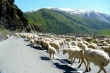 В Ростовской области ветинспекторы задержали 120 овец из Дагестана