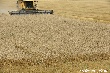 Птицеводы Кубани предложили создать фонд кормового зерна