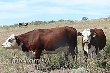 В Волгоградской области растет поголовье скота