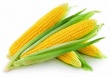 Слабость рынка пшеницы отразилась и на ценах на кукурузу