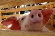 Совладелец «Разгуляя» планирует построить в Башкирии пять свинокомплексов