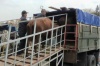 Полторы тысяи голов крупного рогатого скота эвакуируют из-за паводка в Хабаровске
