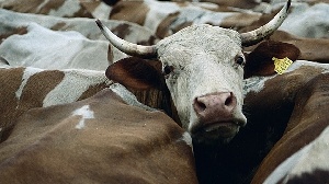 Воронежская область: Два хохольских фермера получат полумиллионные гранты на развитие животноводства.