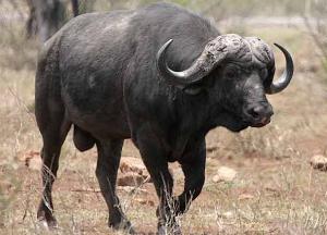 В Приморье приостановлен ввоз 84 тонн мяса буйвола из Индии