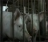Африканскую чуму свиней в Ярославскую область не пустили