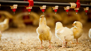 «Траст» планирует продать птицефабрики «Белой птицы»