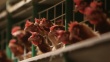 РФ ограничила поставки яиц и живых птиц из Нидерландов с 12 декабря