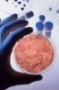 Эксперты Северо-Западной Мясной Ассоциации посетили ряд заводов Франции