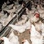 Инжавинская птицефабрика (Тамбовская область) прирастет мясоперерабатывающим заводом
