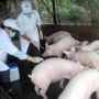 Ситуация в свиноводстве в связи с АЧС