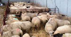 Фермеры Дагестана охотно берутся за откорм овец на стойловом содержании