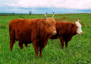 Казахские сельхозпроизводители планируют закупить мясной скот в Оренбурге