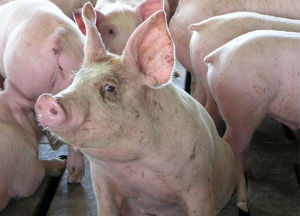 В Орловской области введен запрет на ввоз свиней 