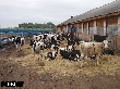 В Казахстане зафиксирована вспышка сибирской язвы