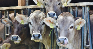 Воронежская область выделяет 1,2 млрд рублей на поддержку скотоводов