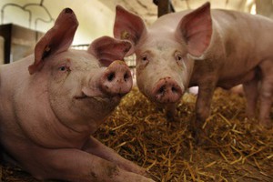 Южноуральские селекционеры подготовили биологические паспорта свиней