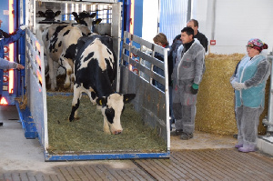 В Рязанскую область завезли партию племенных животных