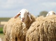 Животноводы Алтайского края передают опыт ведения овцеводства коллегам из Хакасии
