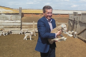 Астраханские животноводы готовятся к Всероссийской выставке племенных овец 