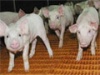 В Омской области откроют современный свинокомплекс