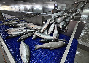 Инвесторы намерены создать на Чукотке предприятия по переработке рыбы и мяса