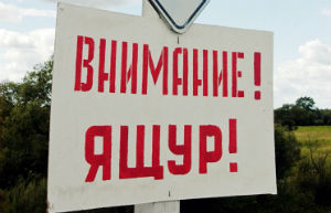 Россельхознадзор: количество очагов ящура в Приморье растет Россельхознадзор: количество очагов ящура в Приморье растет