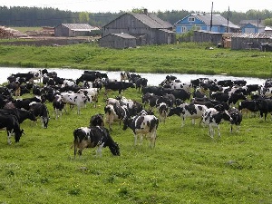 Аграриям Саратовской области могут запретить пасти скот в непредназначенных для этого местах