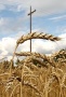Зерно прорастает рекорды. Цены на пшеницу достигли максимума